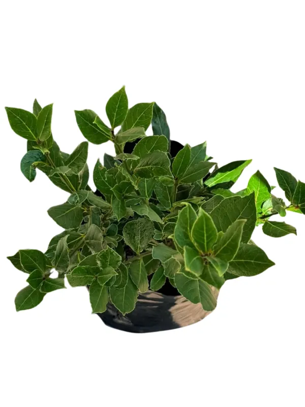 Laurus Nobilis "Bay Leaf" 10Liter