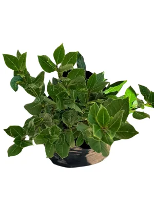 Laurus Nobilis "Bay Leaf" 10Liter