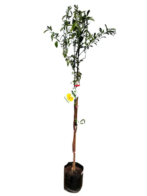 Prunus Salicina "Plum Songold" 10Liter