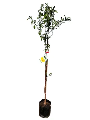 Prunus Salicina "Plum Songold" 10Liter