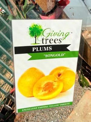 Prunus Salicina "Plum Songold" 10Liter