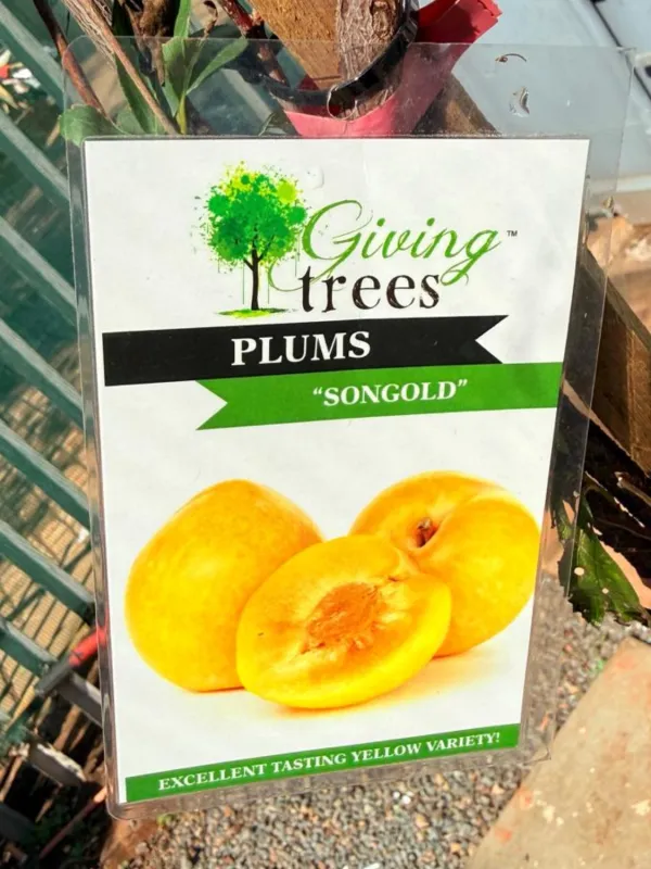 Prunus Salicina "Plum Songold" 10Liter