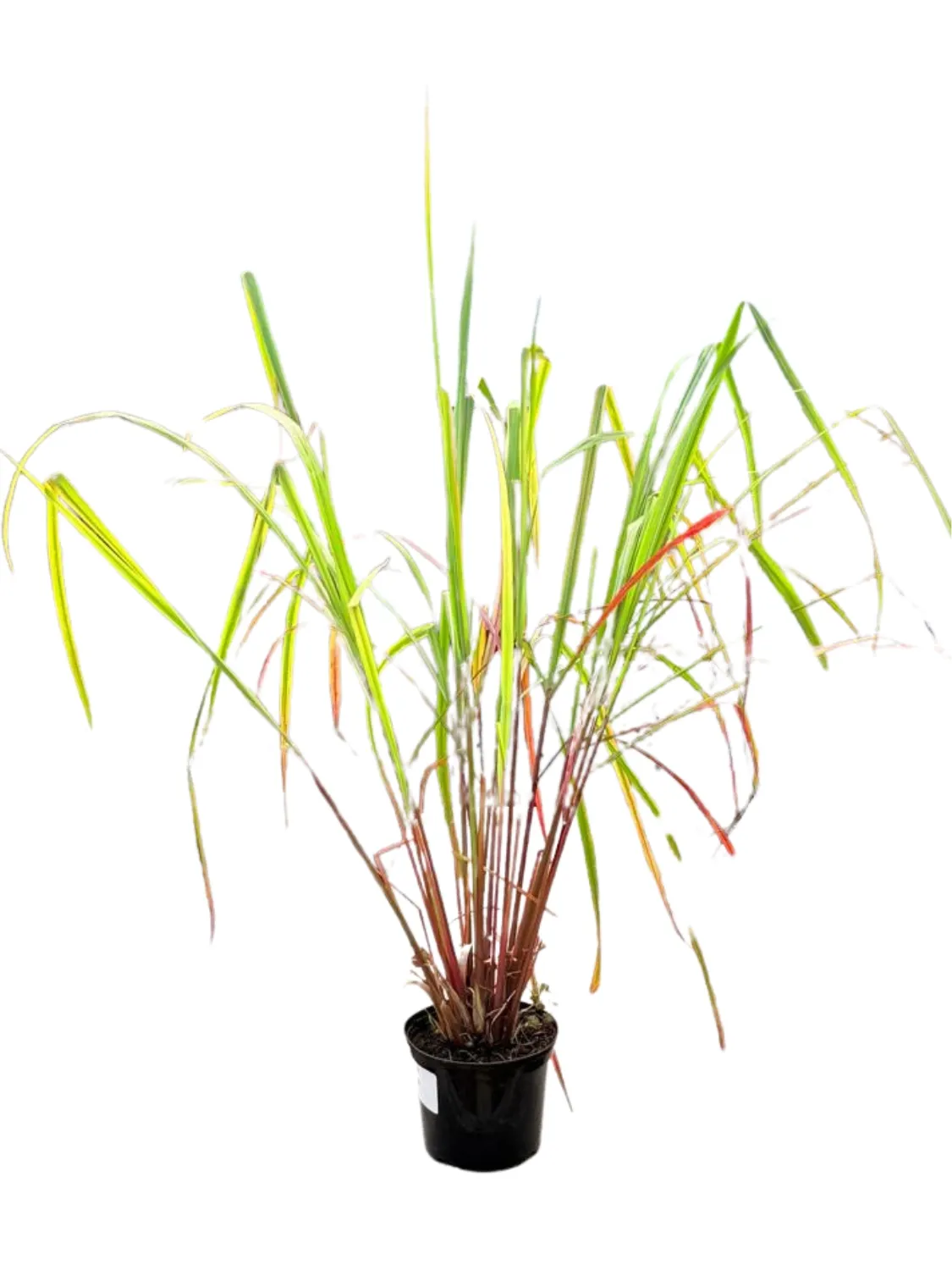 Cymbopogon Citratus "Lemon Grass" 15cmPot