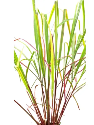 Cymbopogon Citratus "Lemon Grass" 15cmPot