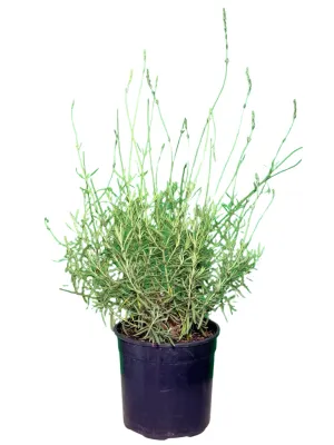 Lavandula Angustifolia "Margaret Roberts Lavender"  23cmPot