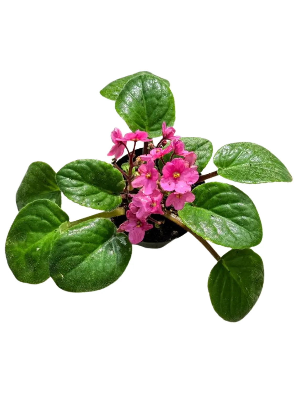 Saintpaulia Ionantha "African Violet Pink" 10cmPot