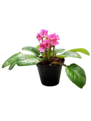 Saintpaulia Ionantha "African Violet Pink" 10cmPot
