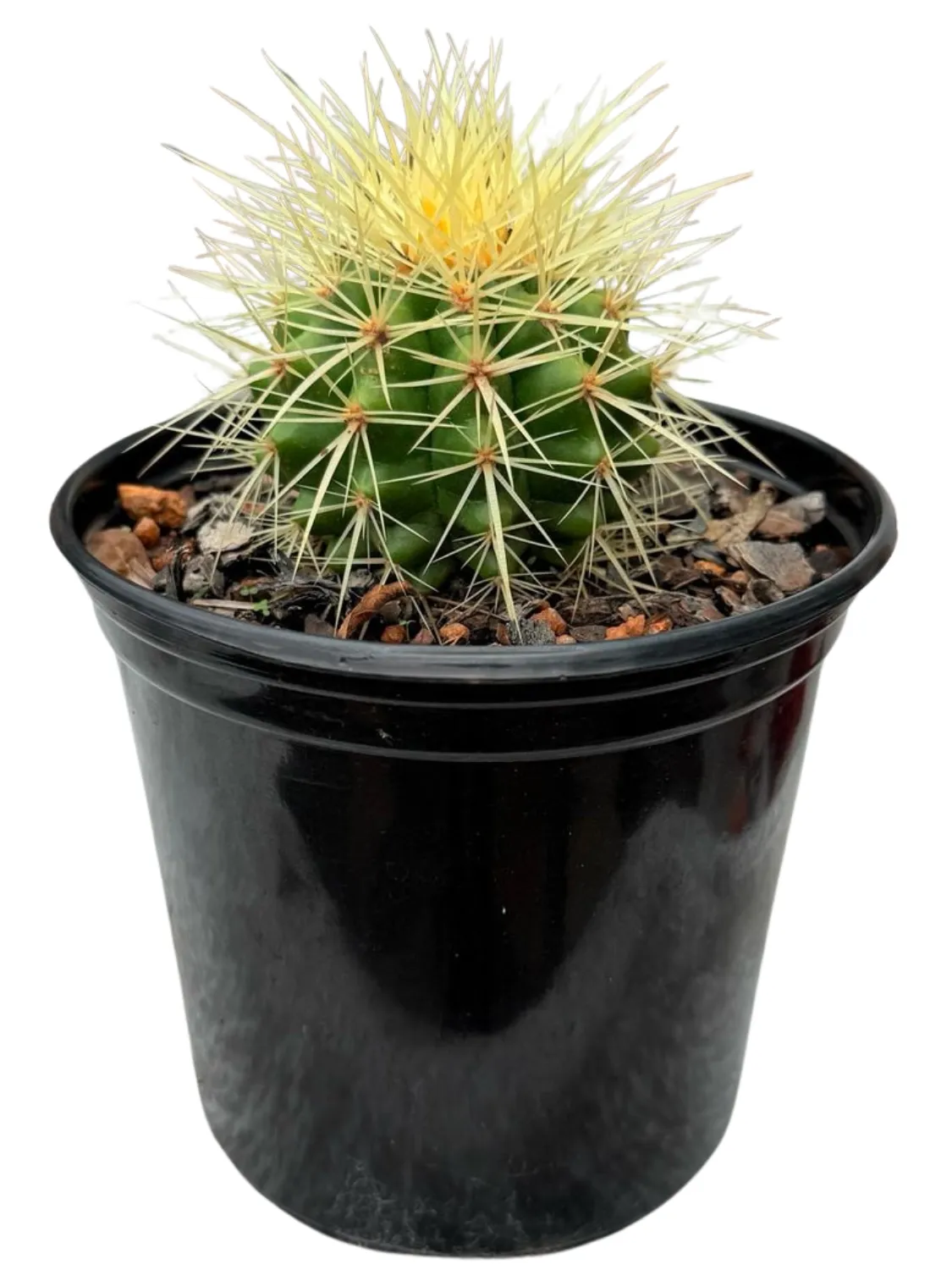 Echinocactus Grusonii "Mother In Laws Cushion" 15cmPot