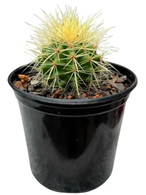 Echinocactus Grusonii "Mother In Laws Cushion" 15cmPot