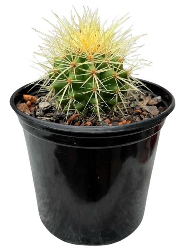Echinocactus Grusonii "Mother In Laws Cushion" 15cmPot