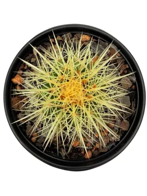 Echinocactus Grusonii "Mother In Laws Cushion" 15cmPot