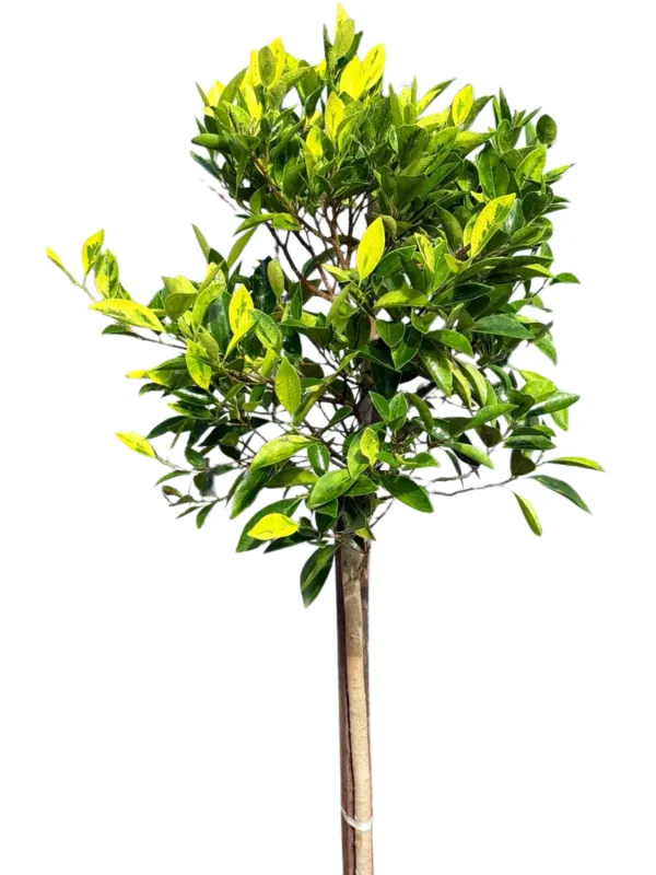 Ficus Benjamina "Golden King Ficus" 20Liter