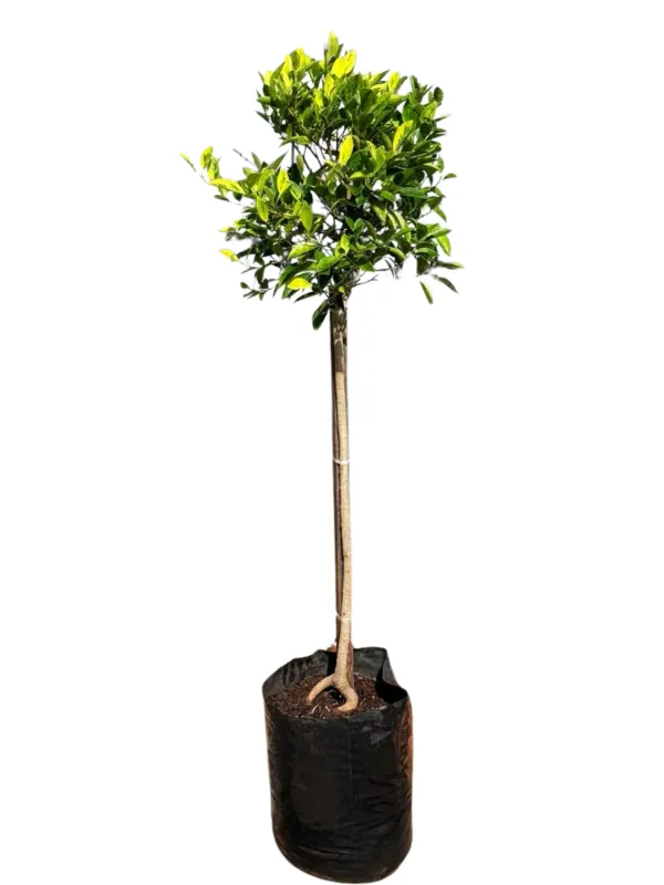 Ficus Benjamina "Golden King Ficus" 20Liter
