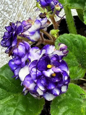 Saintpaulia Ionantha "African Violet Double" 10cmPot