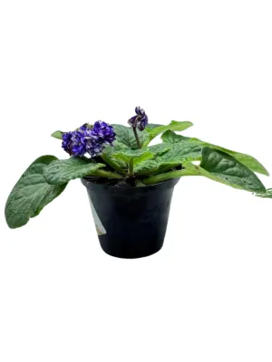 Saintpaulia Ionantha "African Violet Double" 10cmPot