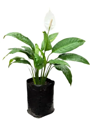 Spathiphyllum Wallisii "Peace Lily White" 5Liter