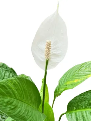 Spathiphyllum Wallisii "Peace Lily White" 5Liter