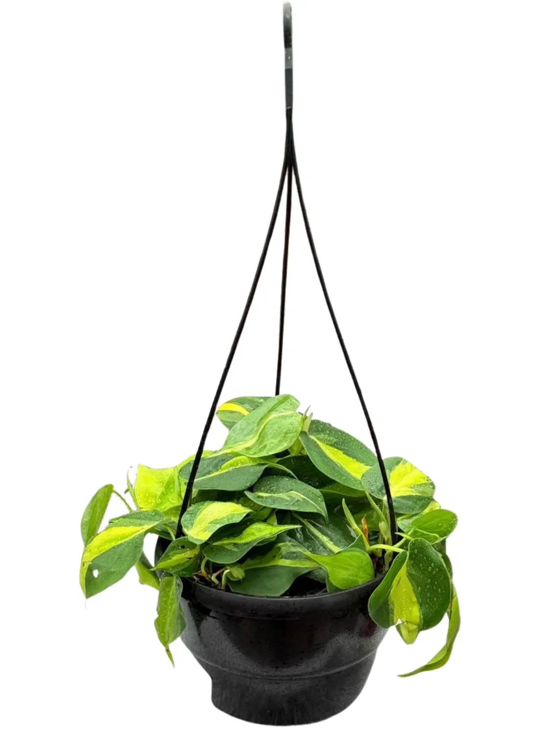 Epipremnum Aureum "Scindapsus Aureus" Hanging Basket 20cmPot