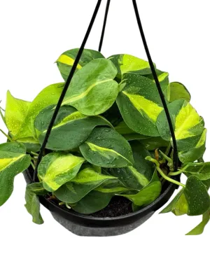 Epipremnum Aureum "Scindapsus Aureus" Hanging Basket 20cmPot
