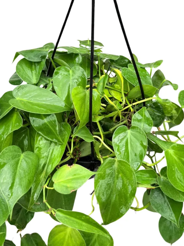 Philodendron Hederaceum "Philodendron Scandens" Hanging Basket  20cmPot