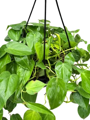 Philodendron Hederaceum "Philodendron Scandens" Hanging Basket  20cmPot