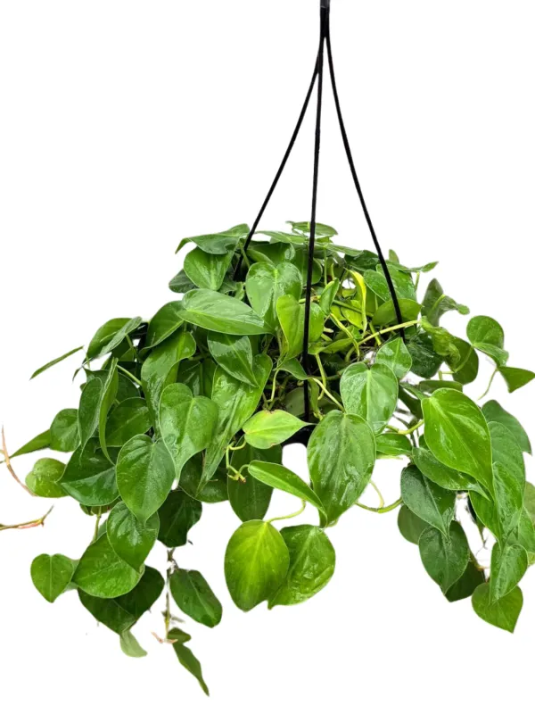 Philodendron Hederaceum "Philodendron Scandens" Hanging Basket  20cmPot