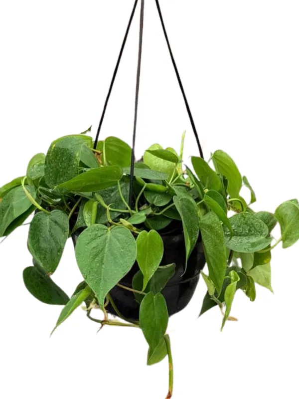 Philodendron Hederaceum "Philodendron Scandens Mica" 20cmPot