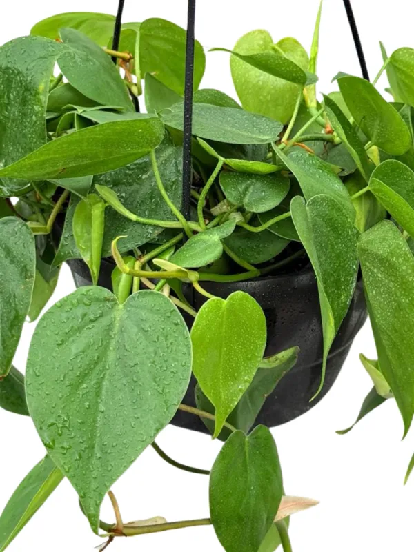 Philodendron Hederaceum "Philodendron Scandens Mica" 20cmPot