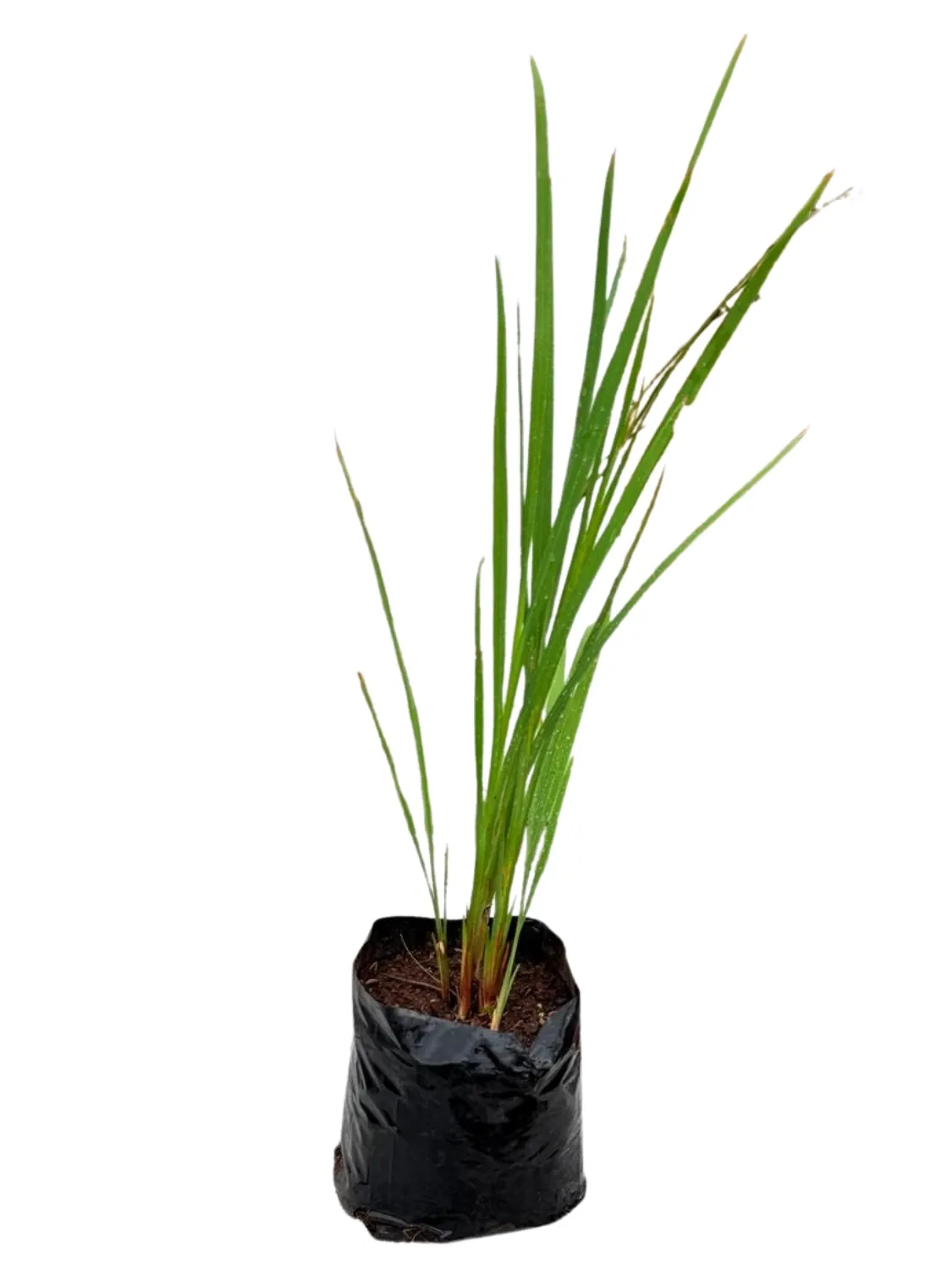 Crocosmia "Orange Crocosmia" 2Liter