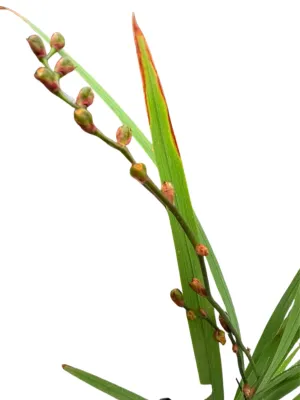 Crocosmia "Orange Crocosmia" 2Liter
