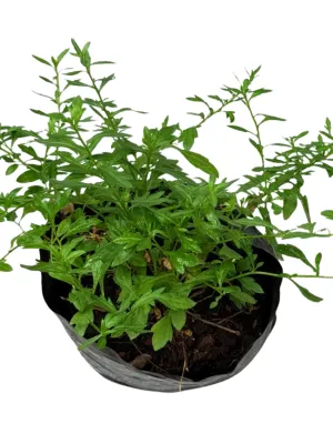 Erigeron Karvinskianus "Santa Barbara Daisy" 2Liter