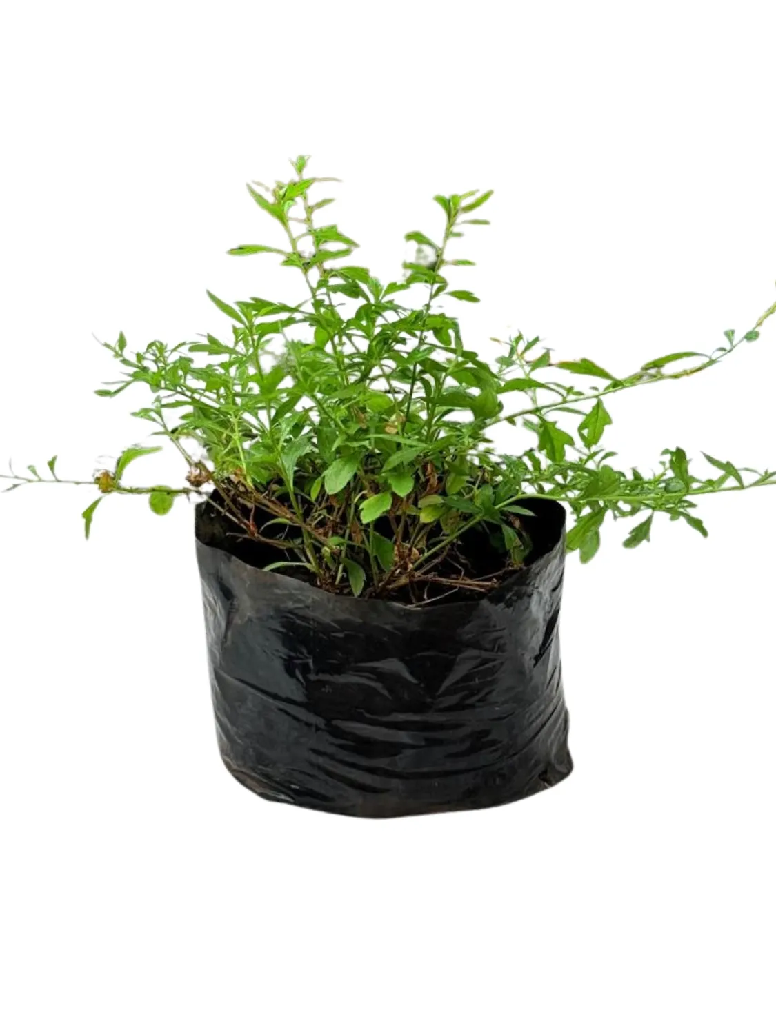 Erigeron Karvinskianus "Santa Barbara Daisy" 2Liter