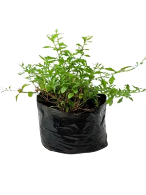 Erigeron Karvinskianus "Santa Barbara Daisy" 2Liter