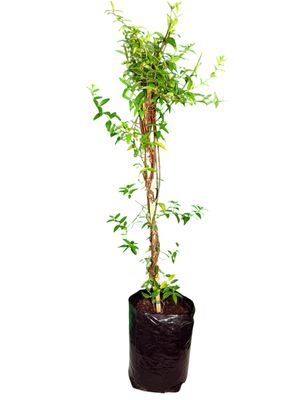 Gelsinium Semperverens "Carolina Jessamine" Staked 10Liter
