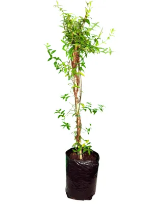 Gelsinium Semperverens "Carolina Jessamine" Staked 10Liter