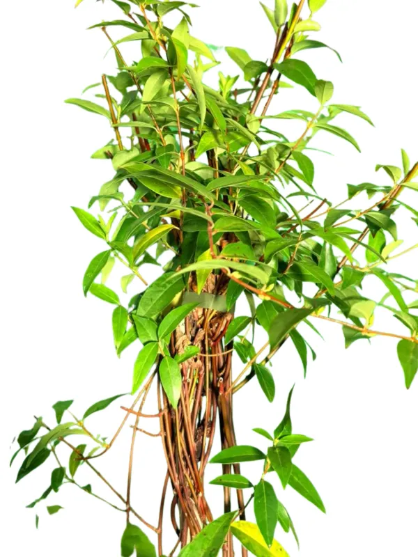 Gelsinium Semperverens "Carolina Jessamine" Staked 10Liter
