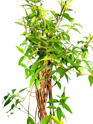 Gelsinium Semperverens "Carolina Jessamine" Staked 10Liter
