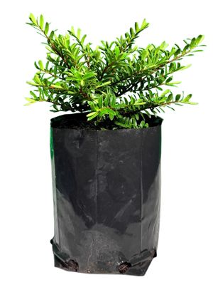 Hebe Diosmifolia "Shrubby Veronica" 4Liter