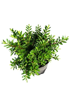 Hebe Diosmifolia "Shrubby Veronica" 4Liter