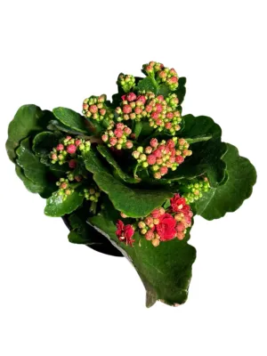 Kalanchoe Calandiva Boccara "Flaming Katy" 12cmPot