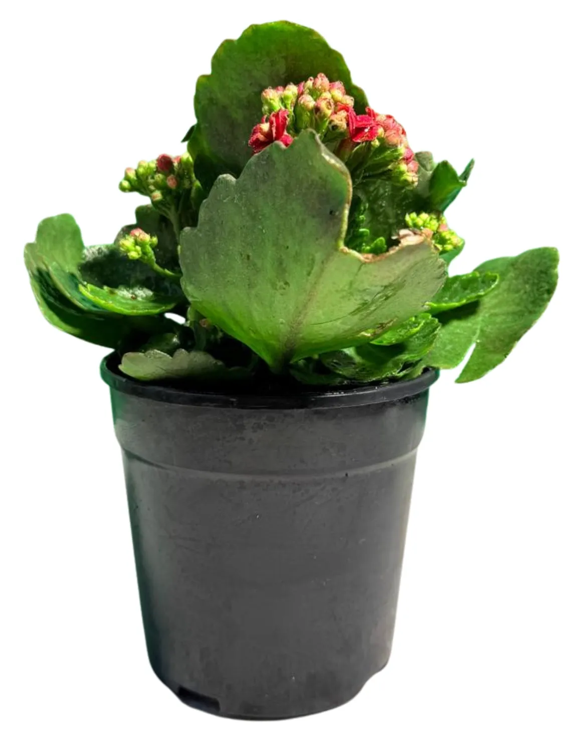 Kalanchoe Calandiva Boccara "Flaming Katy" 12cmPot