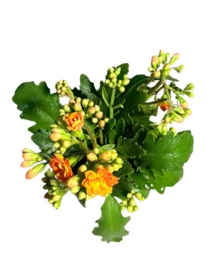 Kalanchoe Calandiva Soldana "Flaming Katy" 12cmPot