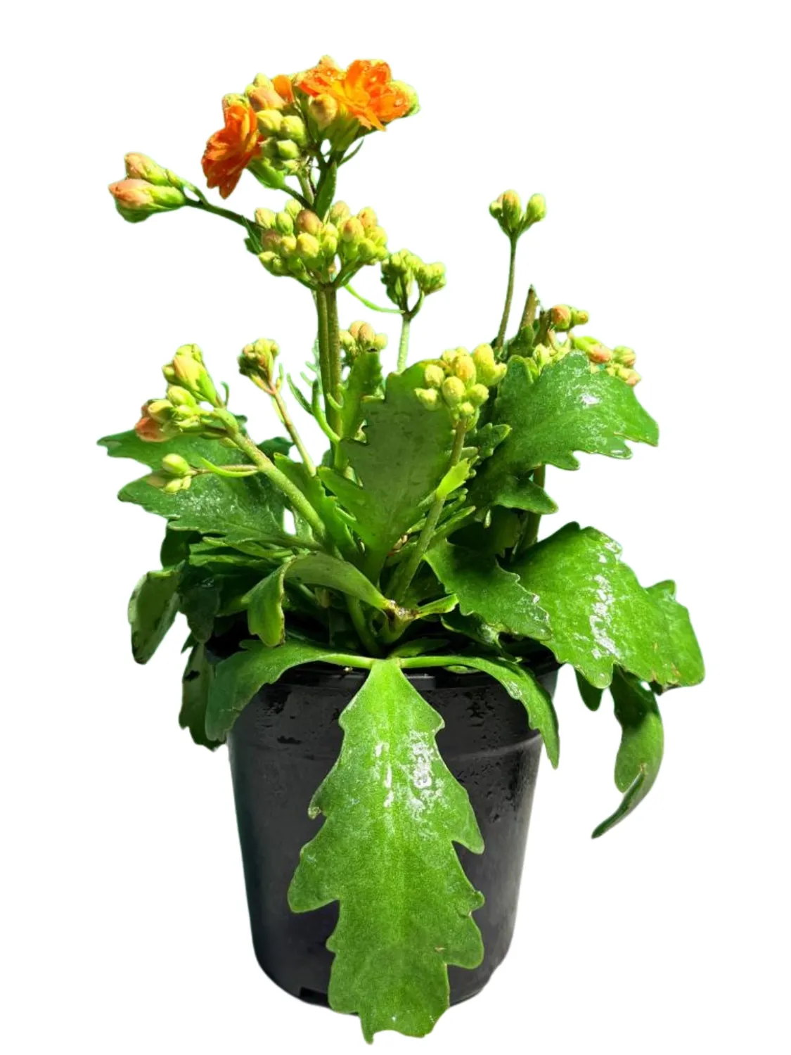 Kalanchoe Calandiva Soldana "Flaming Katy" 12cmPot