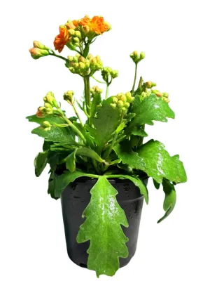 Kalanchoe Calandiva Soldana "Flaming Katy" 12cmPot
