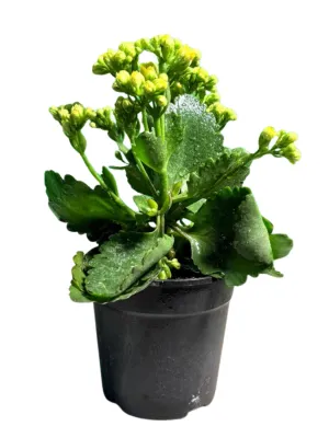 Kalanchoe Calandiva Piaff "Yellow Flaming Katy 12cmPot