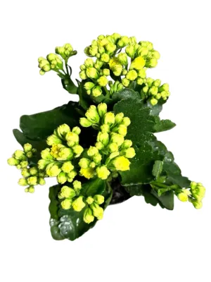 Kalanchoe Calandiva Piaff "Yellow Flaming Katy 12cmPot