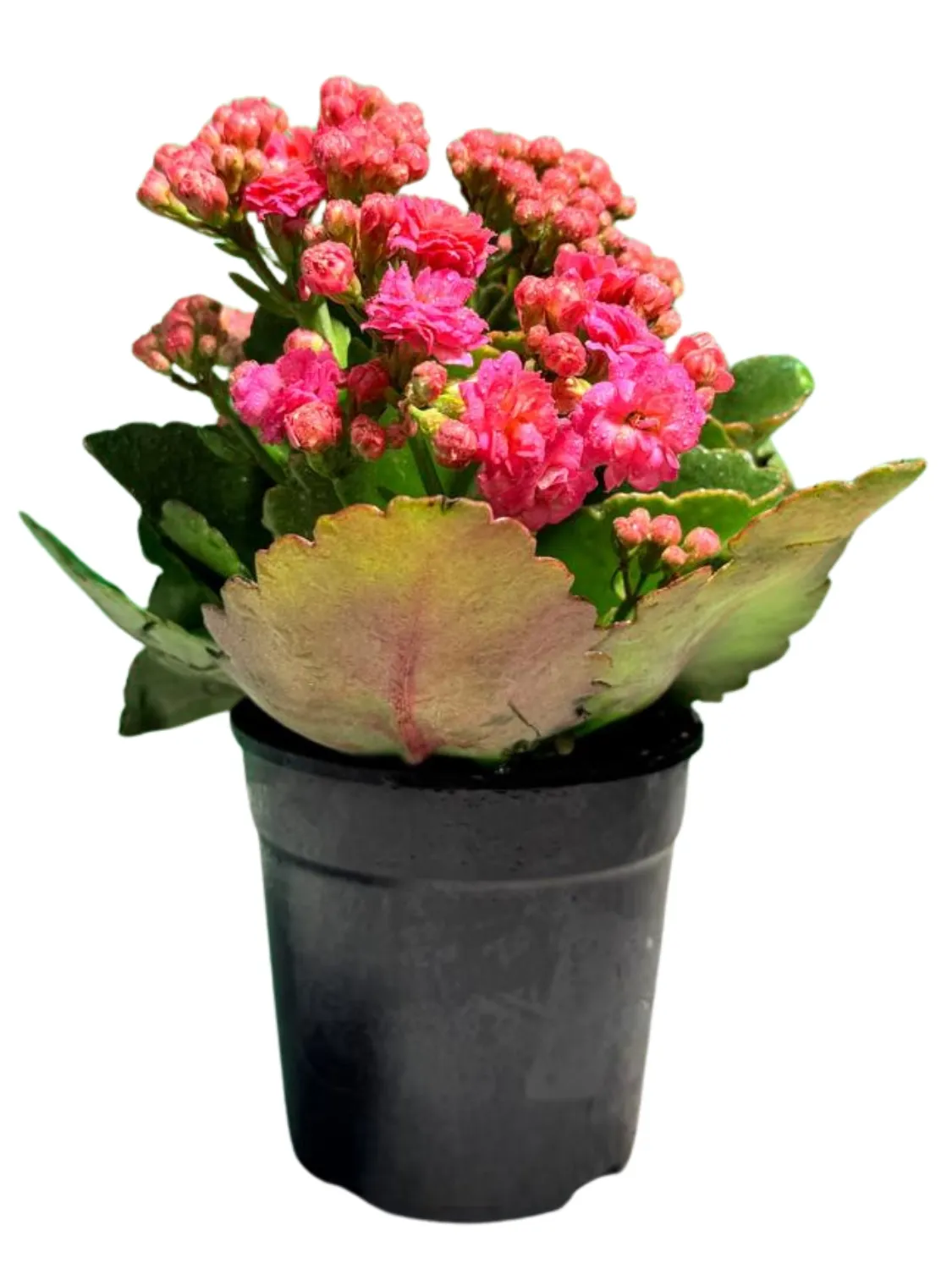 Kalanchoe Calandiva Birkin "Pink Flaming Katy" 12cmPot