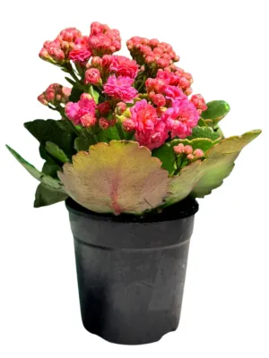 Kalanchoe Calandiva Birkin "Pink Flaming Katy" 12cmPot