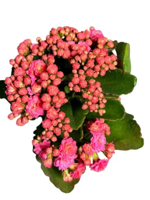 Kalanchoe Calandiva Birkin "Pink Flaming Katy" 12cmPot