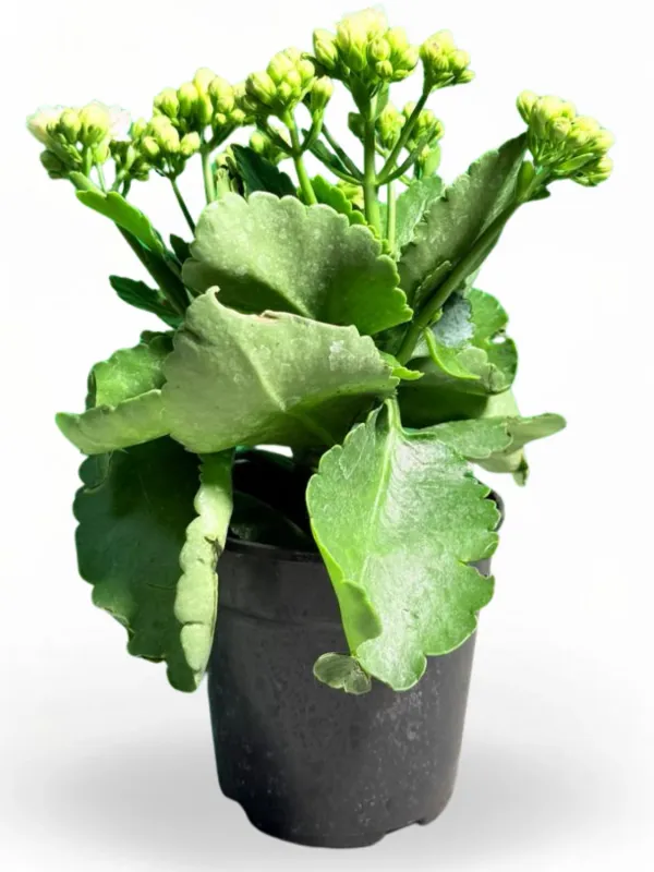 Kalanchoe Calandiva Menzel "White Flaming Katy" 12cmPot